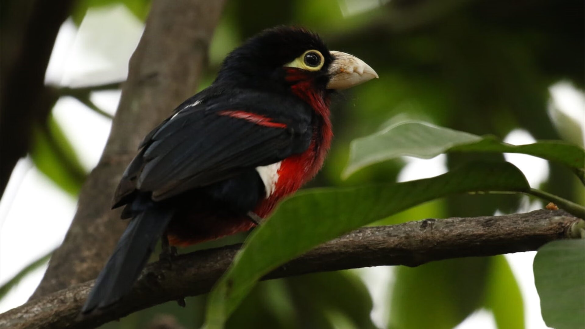 内线统治力谁能称霸篮下，内线作战是什么意思