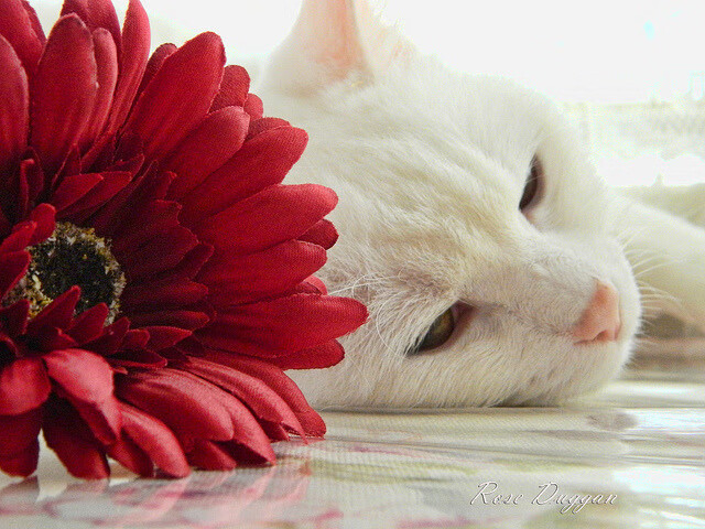 开云体育官网app-基层足球缺乏长效机制，足球训练存在的问题