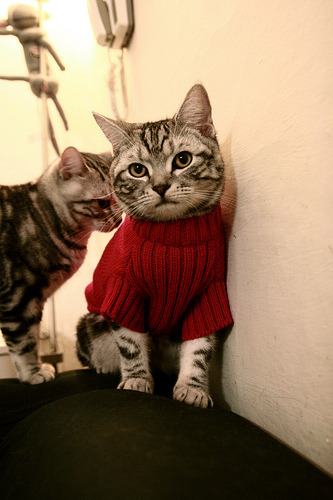 新加坡队在国际乒联混合团体世界杯中的表现与技术突破，新加坡乒乓球世界排名