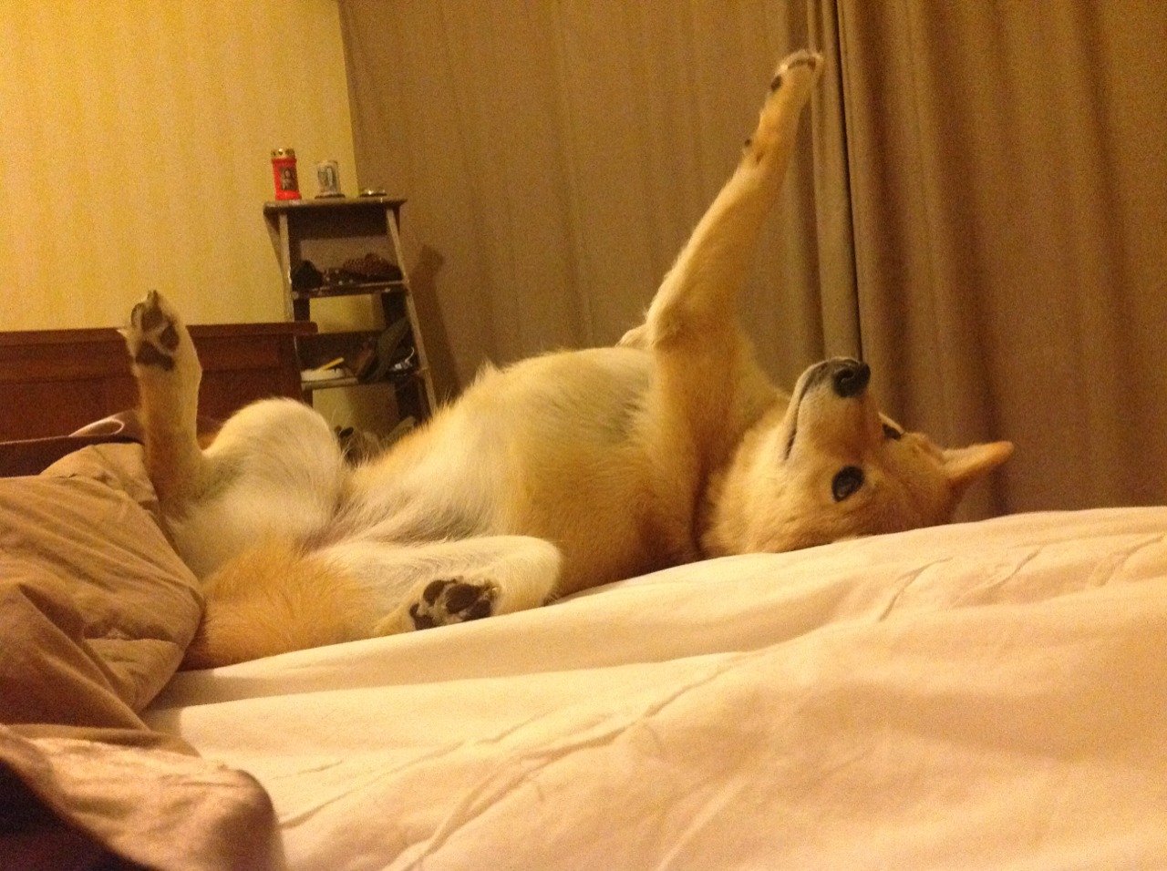 澳大利亚队的未来:乒乓项目如何得到更多支持与推广,澳大利亚乒乓球运动员来中国训练