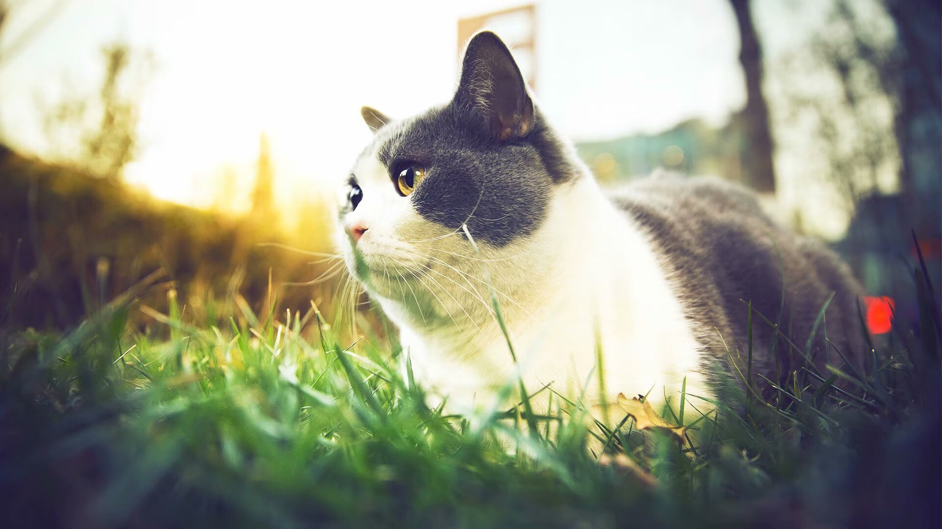 球员如何根据节奏选择是否出手三分,篮球节奏型球员