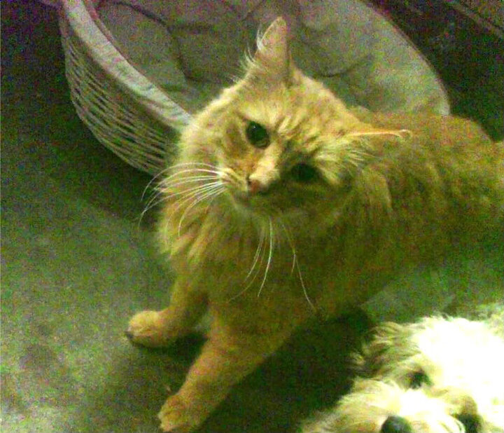 瑞典乒乓队新策略曝光，瞄准世界前五，瑞典著名乒乓球有哪些选手