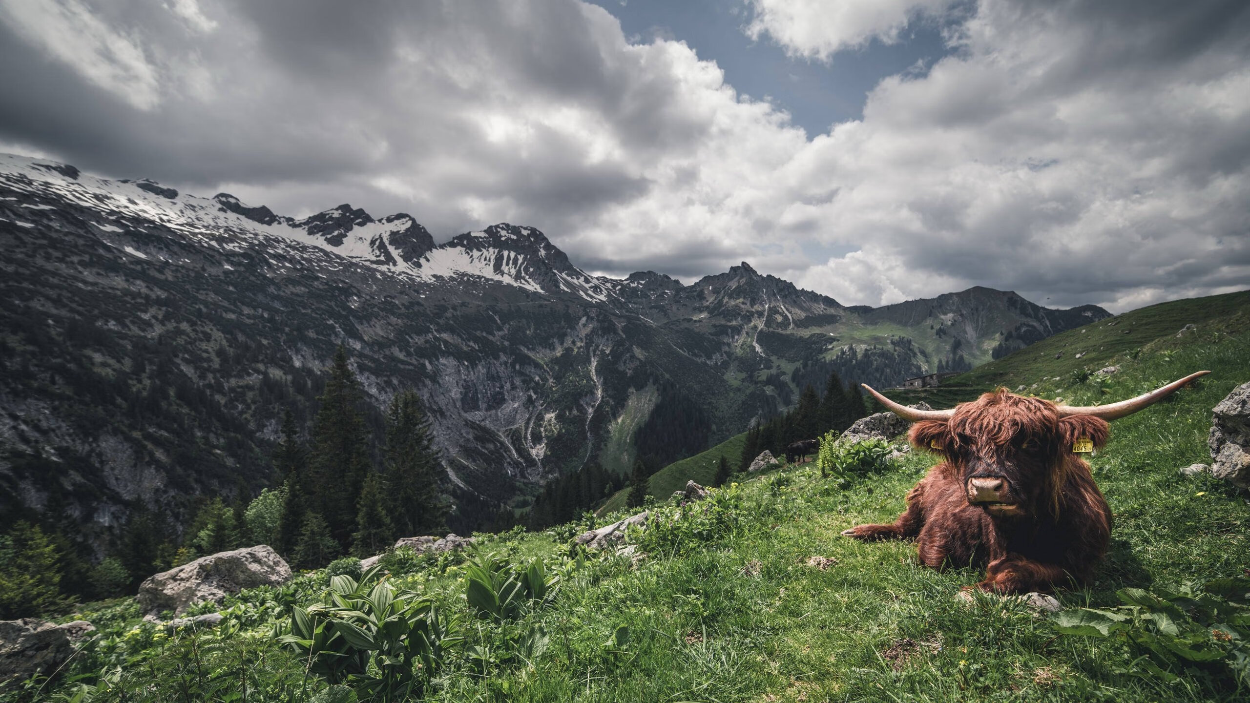 “彼得森助力南非羚羊队稳守阵地,攻守兼备”