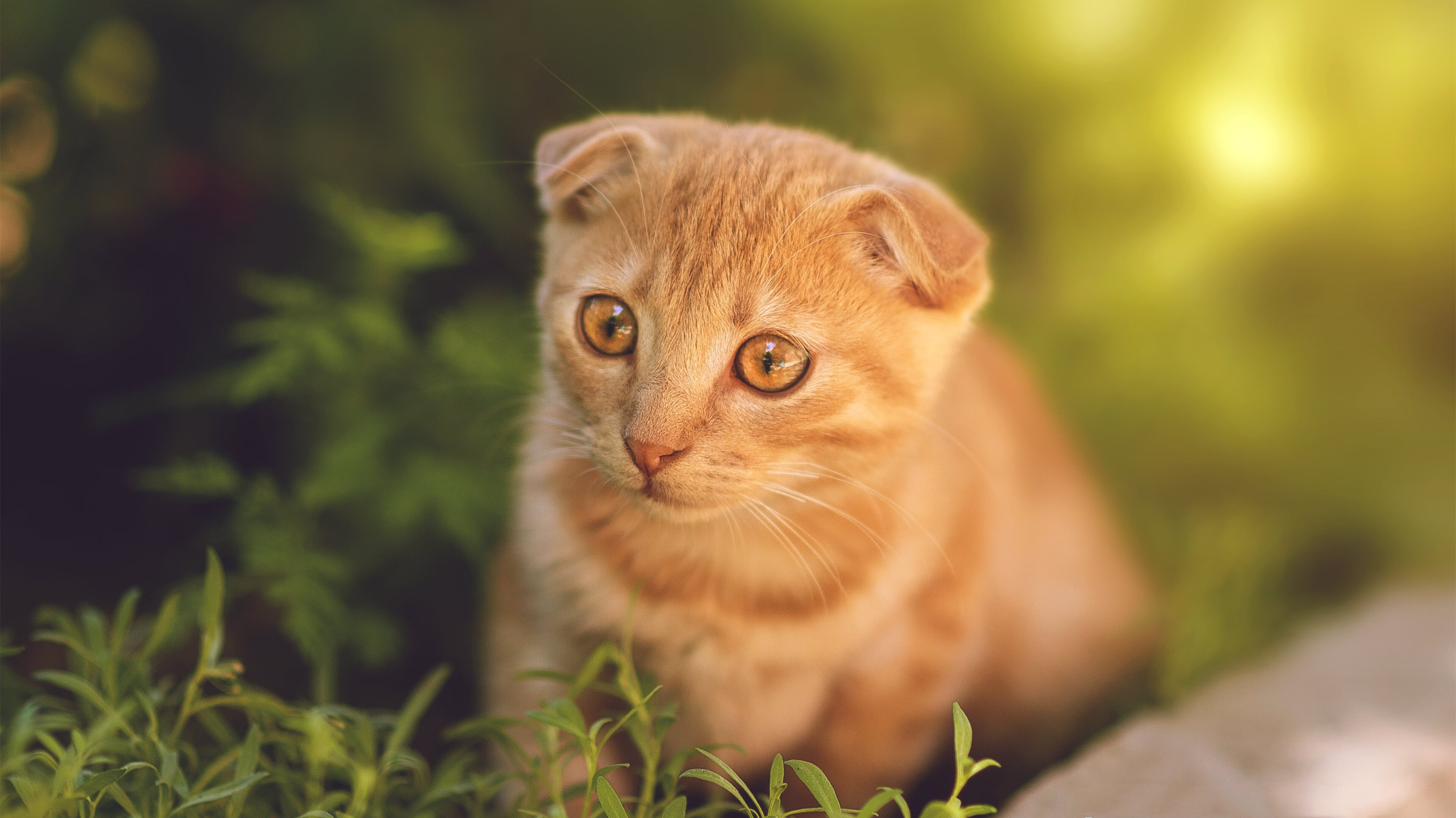 中国足球发展蓝图明确多阶段目标与时间表,中国足球发展事业的三个目标