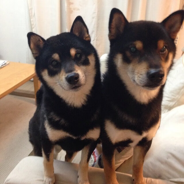 科斯决赛发挥稳定成大赢家,科科斯卡