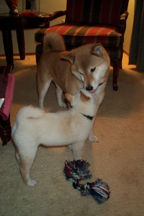 科斯决赛发挥稳定成大赢家,科科斯卡