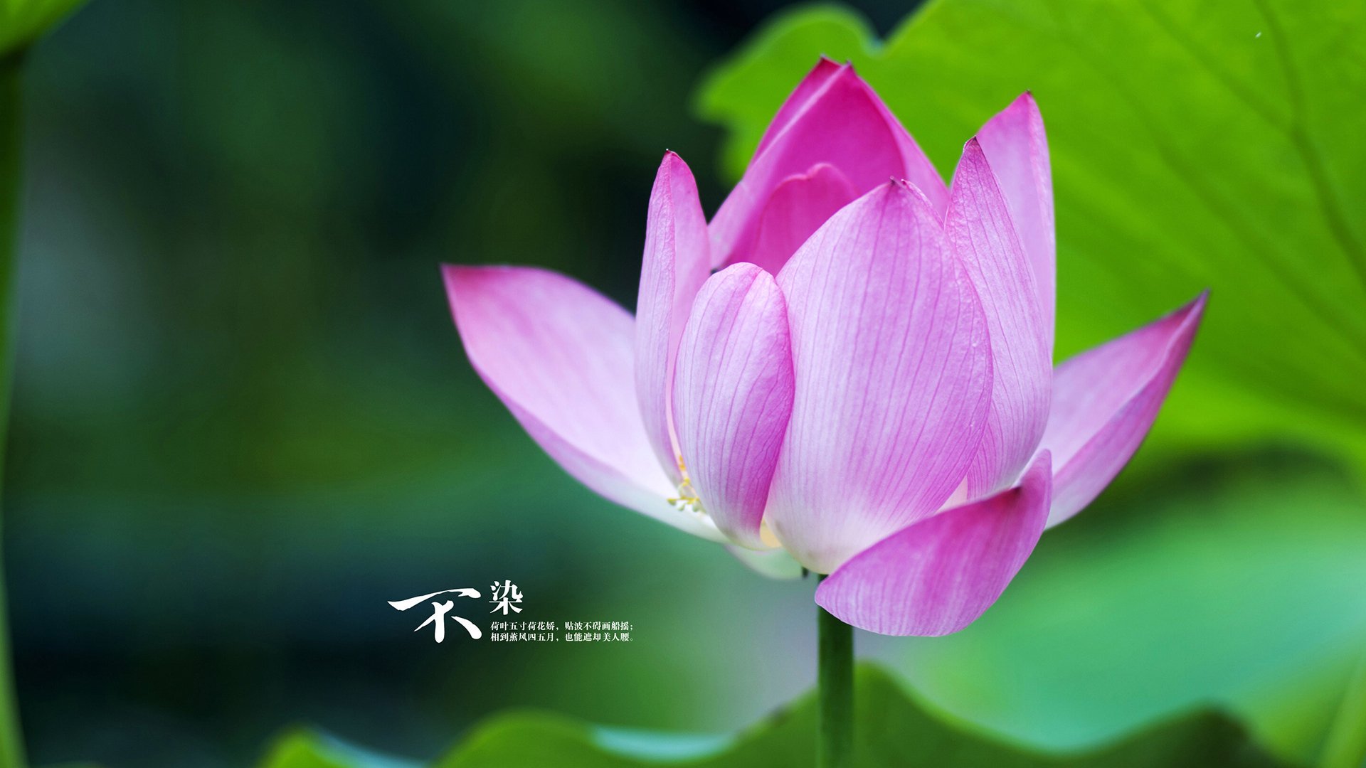 开云体育官网在线-U17球员亮相：上海青训体系优势初现，辽宁北京仍具潜力，u17青年联赛